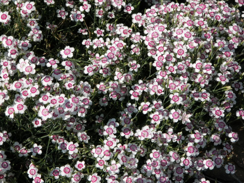 Гвоздика травянка Арктик