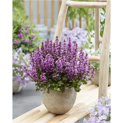 аюга миднайт мистери — копия