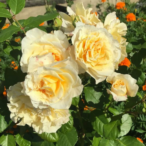 Роза флорибунда Miss Fine "Мисс Файн" : С5