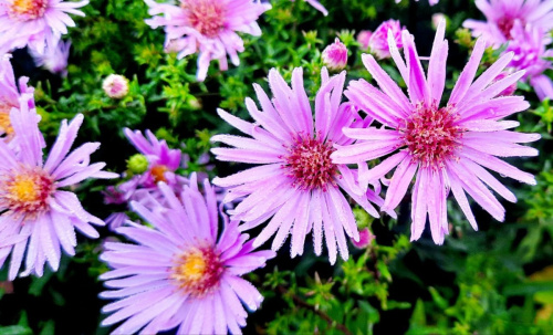 Астра Птер Харисон