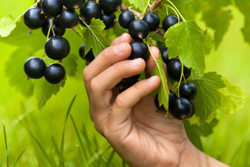 d2uyqs8rv0t6lo2v5bzvec38sivihyvf