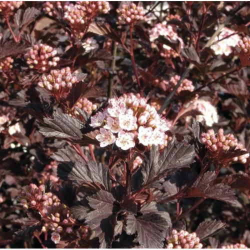 Пузыреплодник калинолистный Physocarpus opulifolius "Purpurea" : C2/3