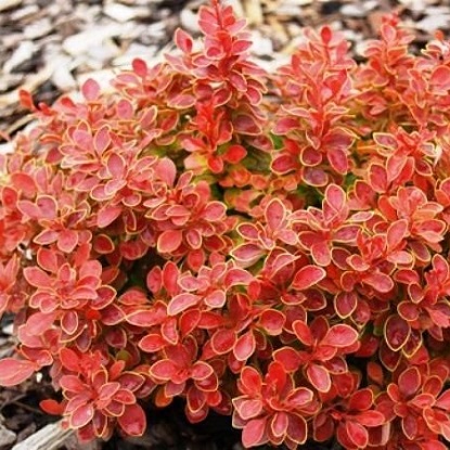 барбарис адмирейшен