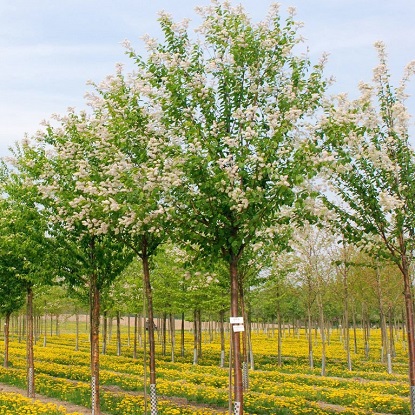 черемуха маака