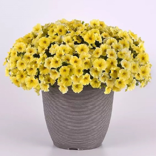 еллоу калиберст