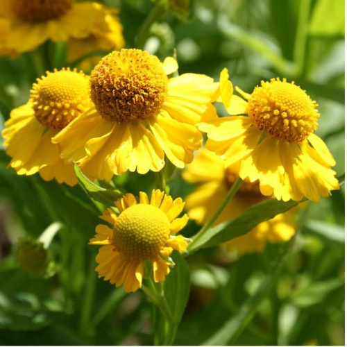 3298_834_auto_jpg_5_80