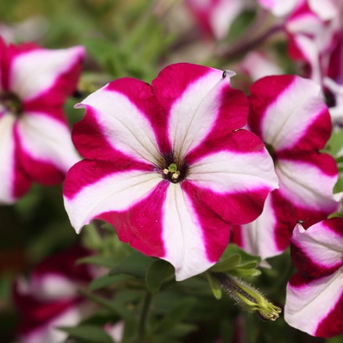 петуния изи вейв бургунди стар