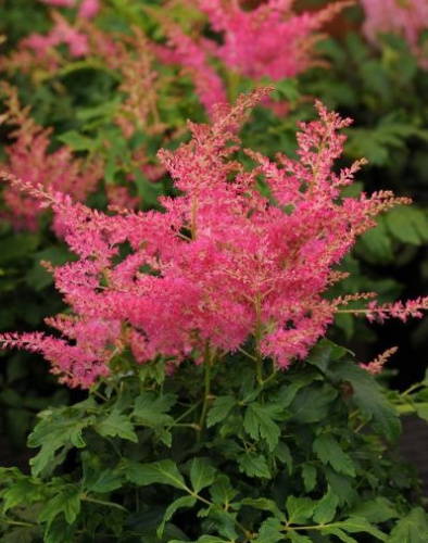 full_younique_cerise (1)